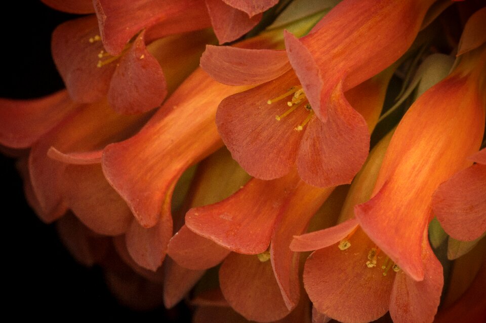 Plant blossom bright