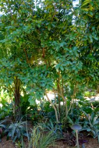 Eugenia brasiliensis - Naples Botanical Garden - Naples, Florida - DSC09650