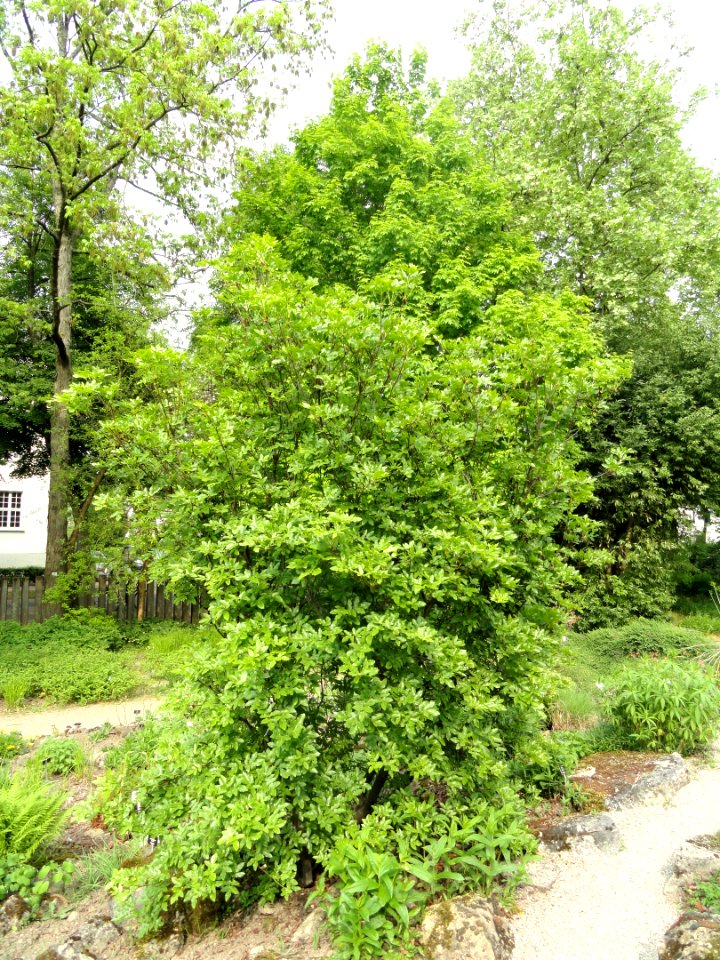 Eucryphia glutinosa - Botanischer Garten Freiburg - DSC06438