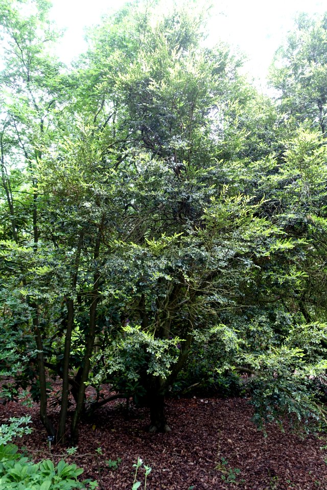 Eucryphia cordifolia (Eucryphia glutinosa) - RHS Garden Harlow Carr - North Yorkshire, England - DSC01150
