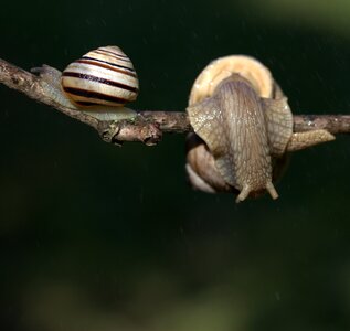 Rain shell horns