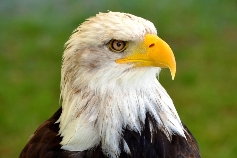 Bird of prey raptor bill photo