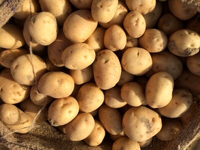 Fresh vegetable brown vegetables photo