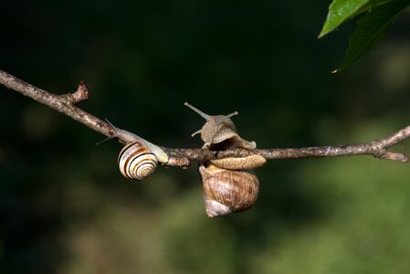 Rain shell horns