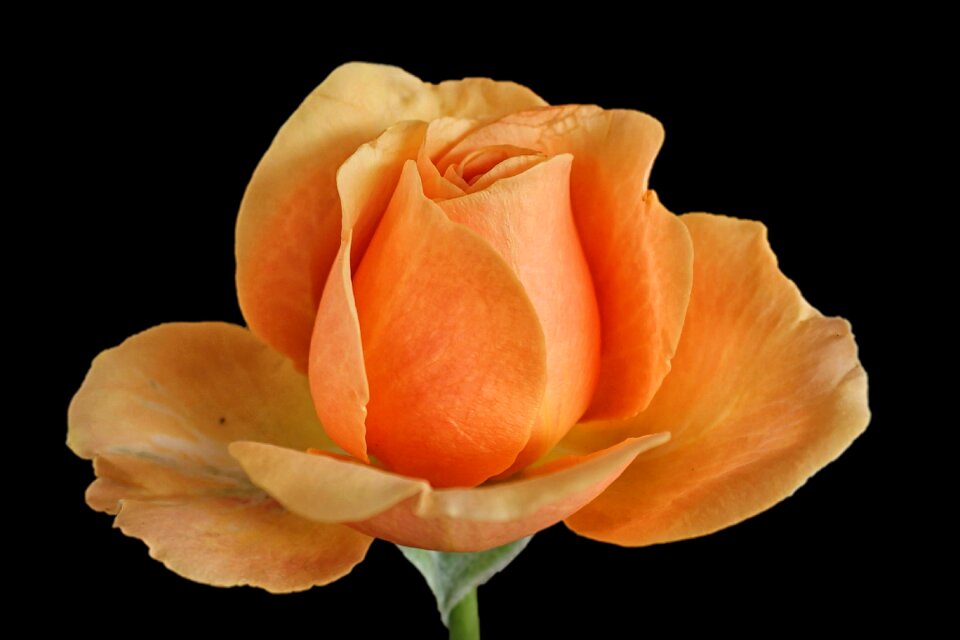 Rose bloom orange rose black background