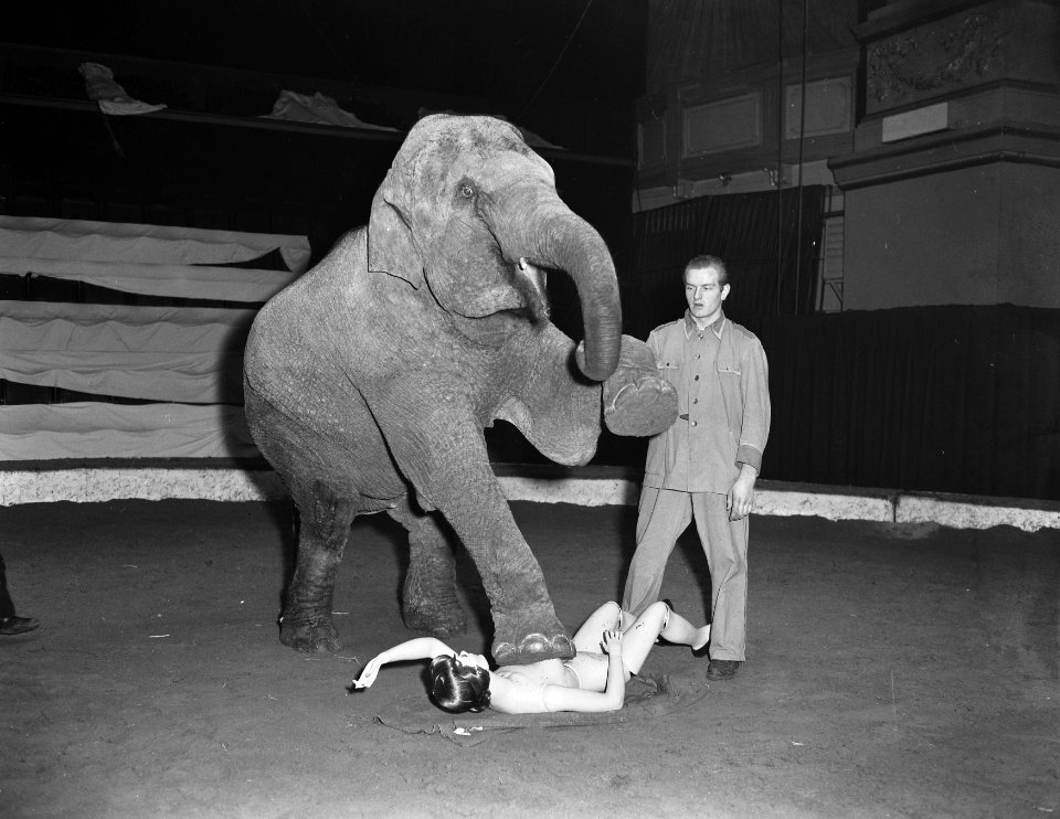 Etalagepop doorstaat krachtproef van olifant, Bestanddeelnr 907-6035