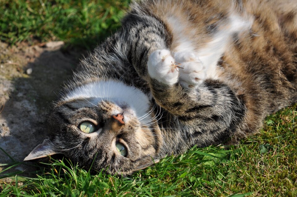 Domestic cat cute mieze
