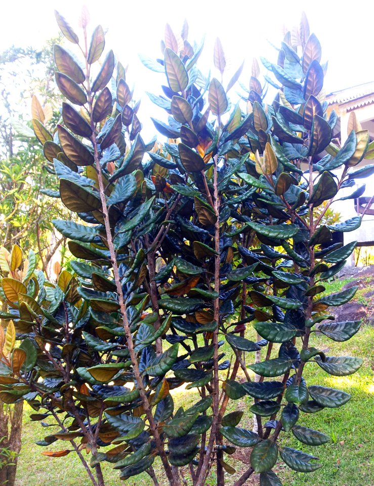 Eugenia tiniifolia - bois de nefles - Monvert arboretum - Mauritius