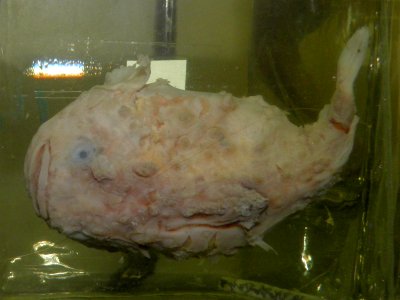 Eumicrotremus derjugini