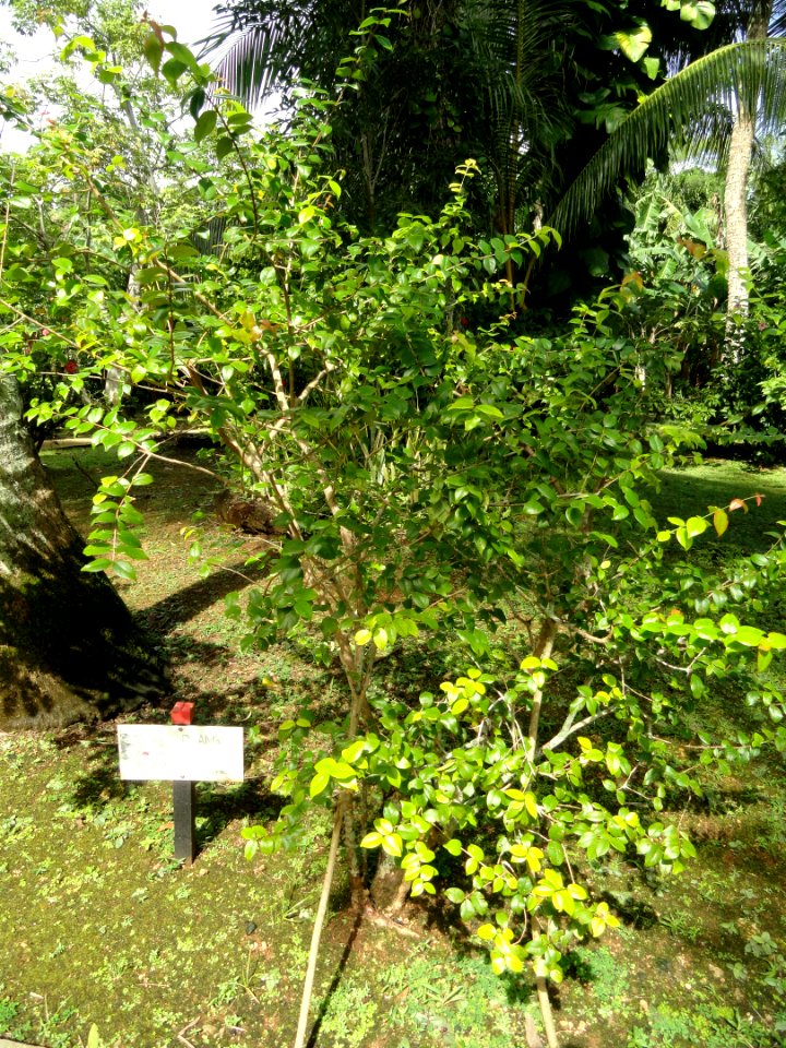 Eugenia uniflora - Sankyo Garden - DSC01231
