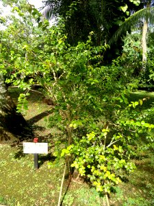 Eugenia uniflora - Sankyo Garden - DSC01231