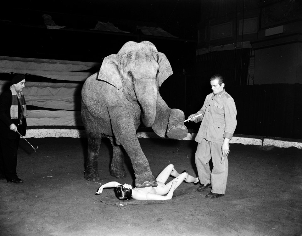 Etalagepop doorstaat krachtproef van olifant, Bestanddeelnr 907-6034
