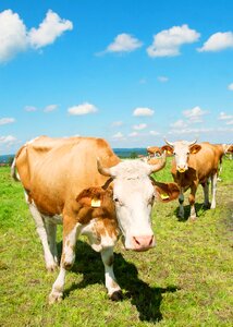 Bavaria animal cattle photo