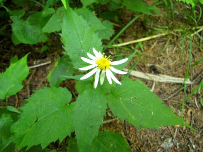 Eurybia chlorolepis 9511180