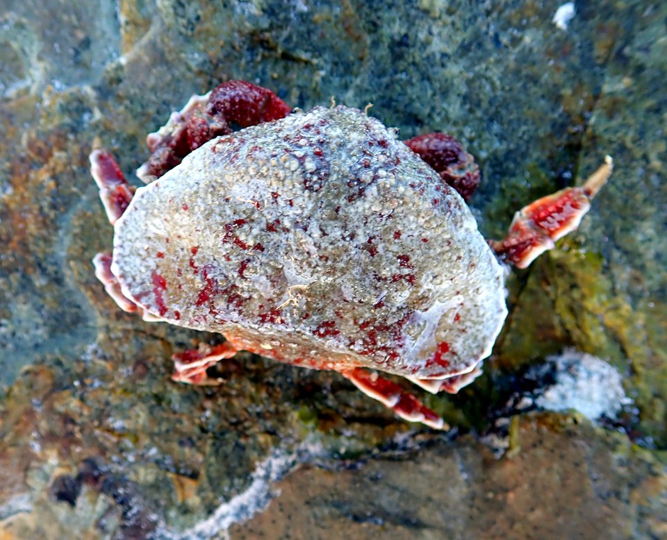 Eurynolambrus australis peter de lange CC0 01