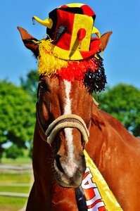 Germany horse france