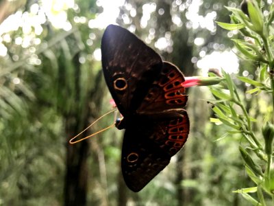 Eurybia patrona 58801374