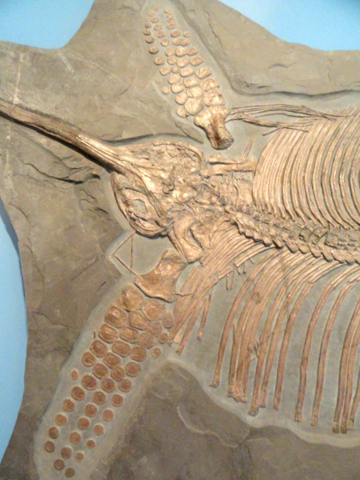 Eurhinosaurus longirostris detail, Holzmaden, Germany, Early Jurassic - Royal Ontario Museum - DSC09961