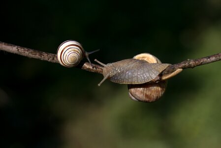 Hooked shell horns