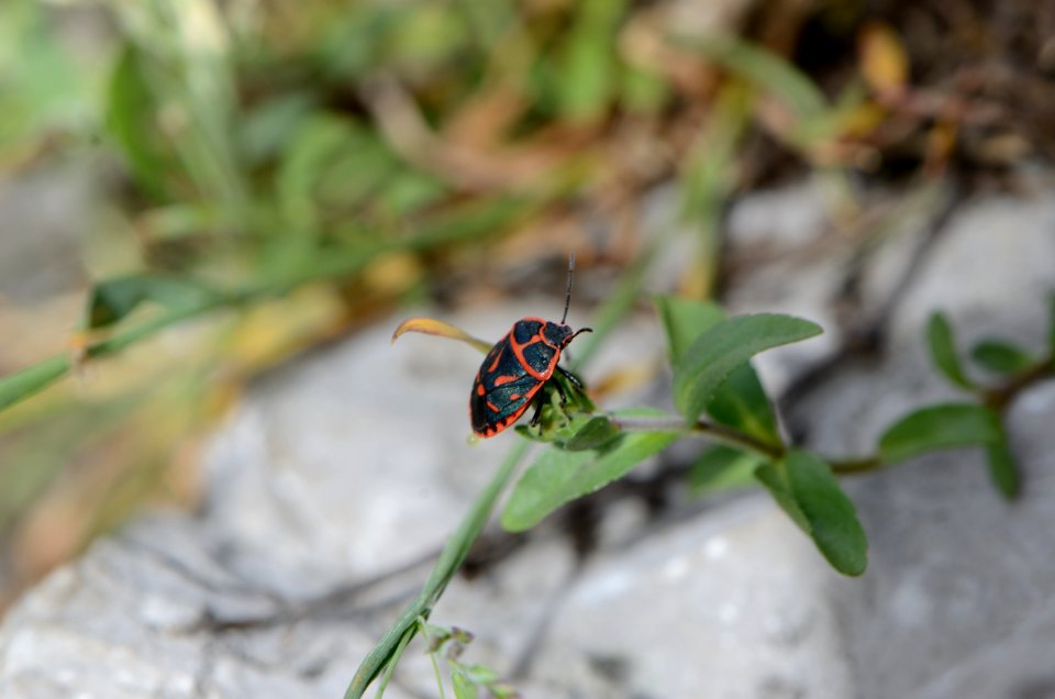 Eurydema fieberi