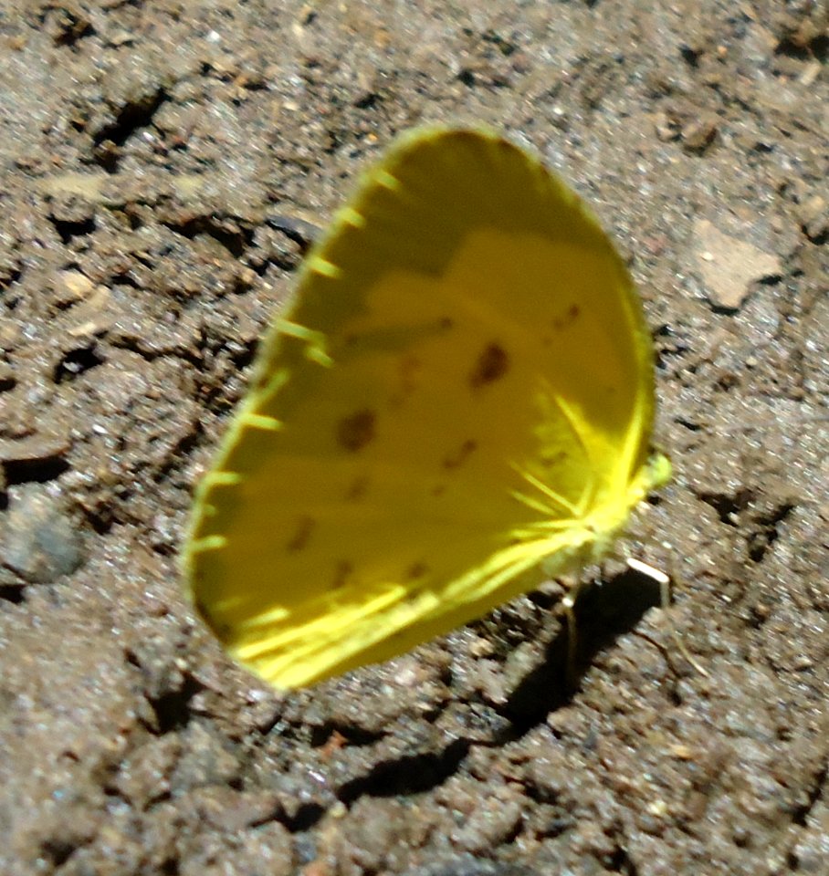 Eurema hecabe (Common Grass Yellow) - Mindanao, Philippines