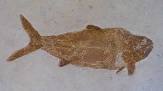 Eurycormus speciosus, Solnhofen, Germany, Middle-Late Jurassic - Redpath Museum - McGill University - Montreal, Canada - DSC08003