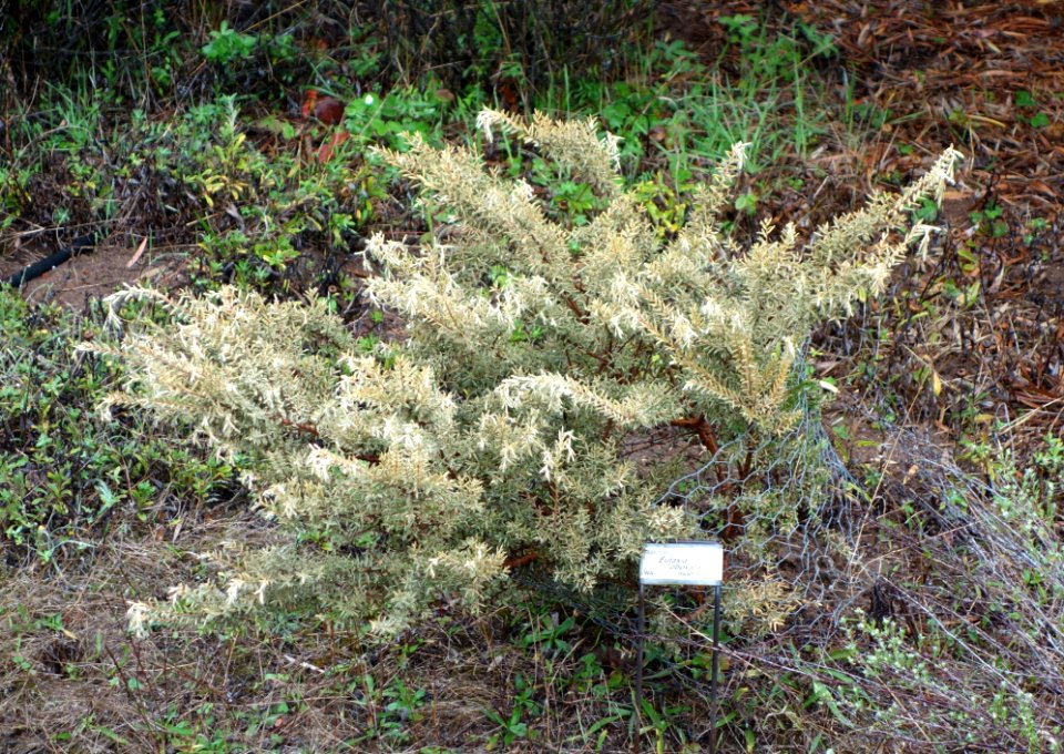 Eutaxia obovata - UC Santa Cruz Arboretum - DSC07402