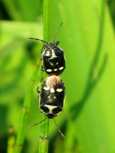 Eurydema oleracea (rape bug), Arnhem, the Netherlands photo