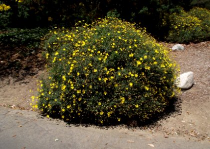 Euryops pectinatus 2