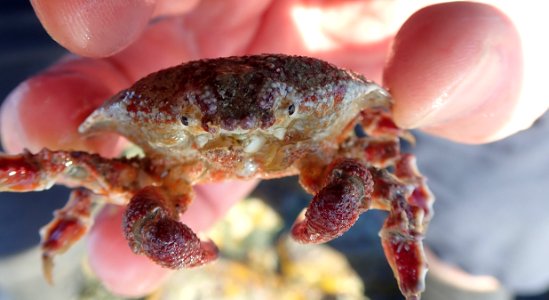 Eurynolambrus australis peter de lange CC0 02