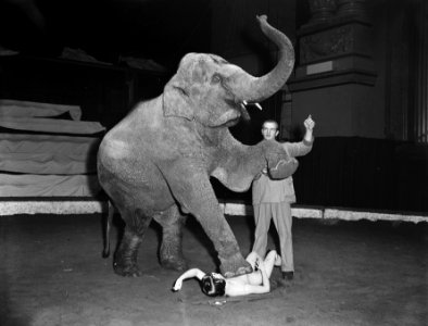 Etalagepop doorstaat krachtproef van olifant, Bestanddeelnr 907-6032