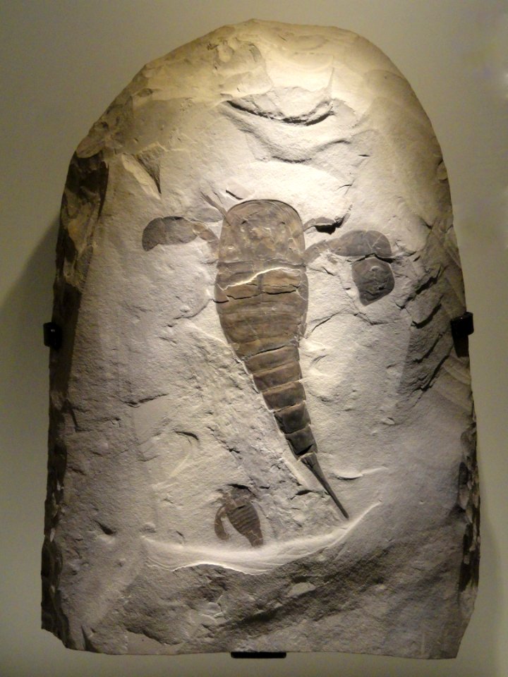Eurypterus remipes, Silurian, Fiddlers Green Formation, Phelps Member, Herkimer County, New York, USA - Houston Museum of Natural Science - DSC01664