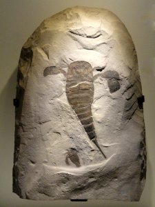 Eurypterus remipes, Silurian, Fiddlers Green Formation, Phelps Member, Herkimer County, New York, USA - Houston Museum of Natural Science - DSC01664