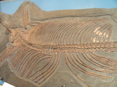 Eurhinosaurus longirostris detail, Holzmaden, Germany, Early Jurassic - Royal Ontario Museum - DSC09959