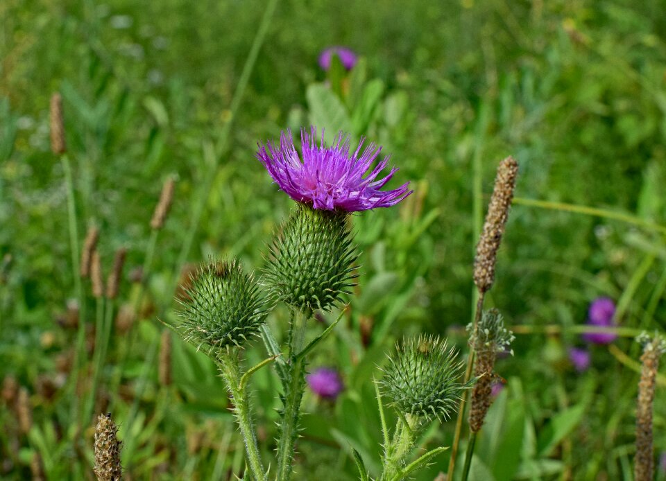 Blossom bloom meadow