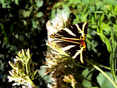 Euplagia quadripunctaria Podkomorské lesy photo