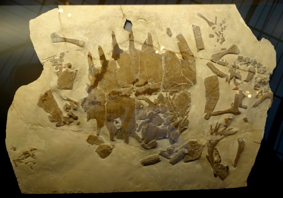 Eurysternum wagneri - Museum fur Naturkunde, Berlin - DSC00042