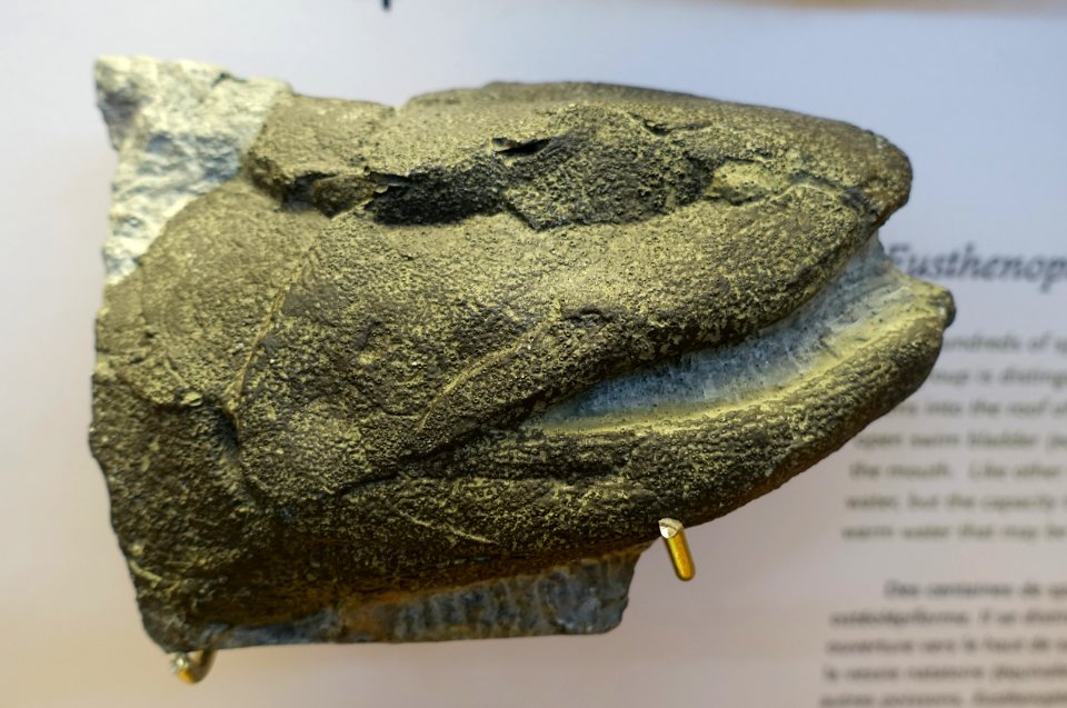 Eusthenopteron, skull, Miguasha - Redpath Museum - McGill University - Montreal, Canada - DSC07997