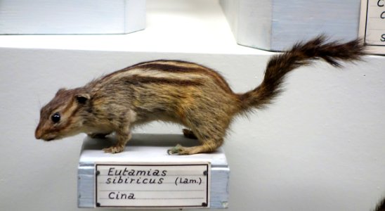 Eutamias sibiricus - Museo Civico di Storia Naturale Giacomo Doria - Genoa, Italy - DSC02791