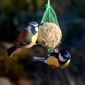 Eurasian blue tit and great tit on a suet ball in Brastad