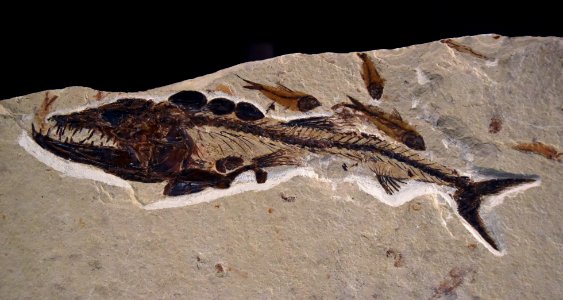 Eurypholis Muséum Grenoble 03082017