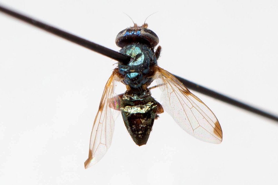 Euxesta anna, dorsal