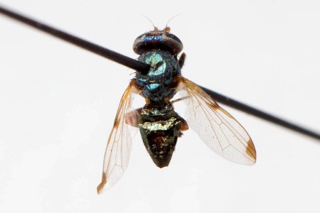 Euxesta anna, dorsal
