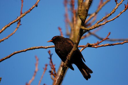 Black tree branch photo