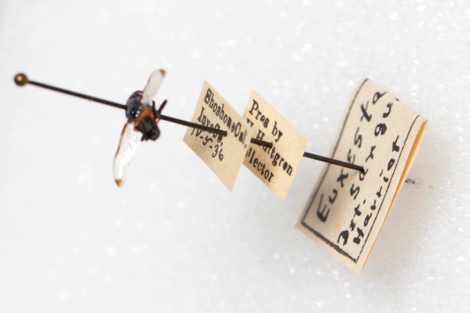 Euxesta sanguinea 1, side, labels