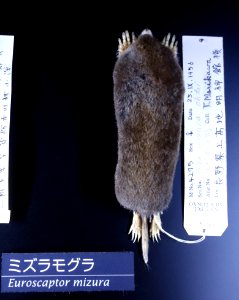 Euroscaptor mizura - National Museum of Nature and Science, Tokyo - DSC06747