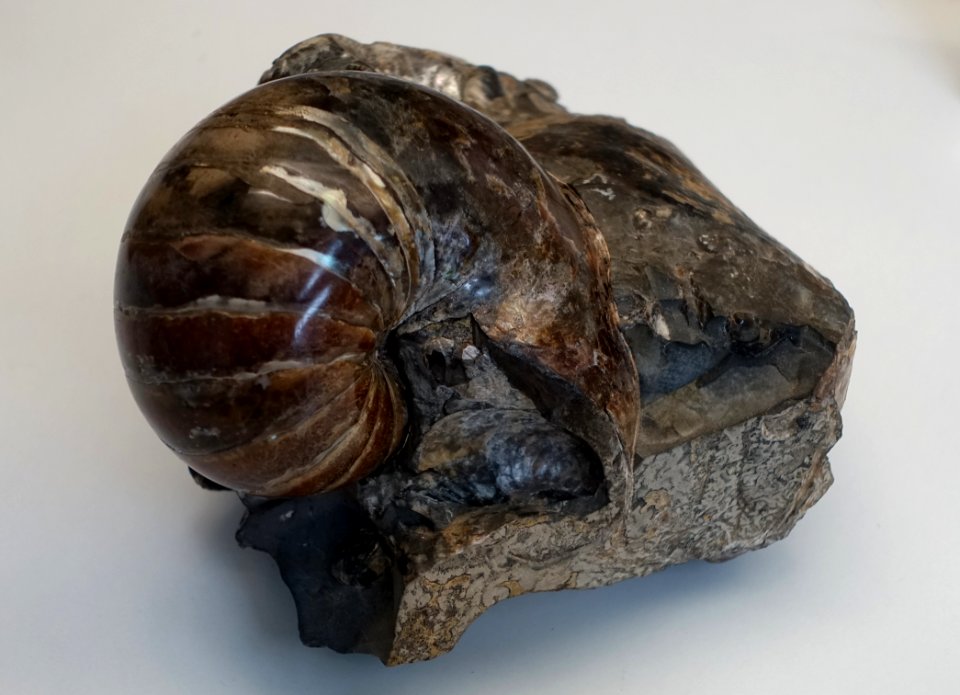 Eutrephoceras dekayi var. montanensis - Naturhistorisches Museum Nürnberg - Nuremberg, Germany - DSC04178