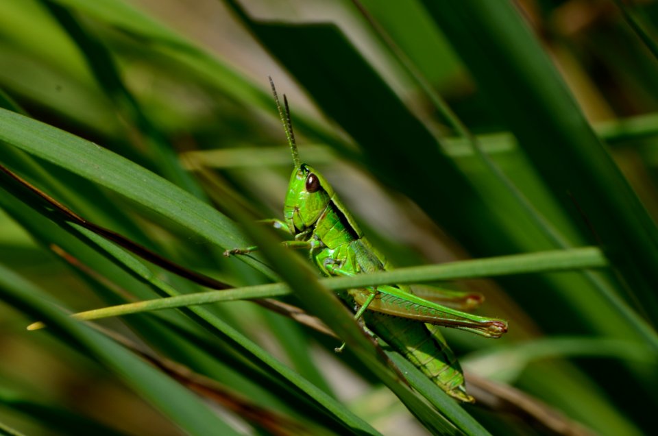 Euthystira brachyptera