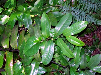 Eupomatia laurina Chatswood