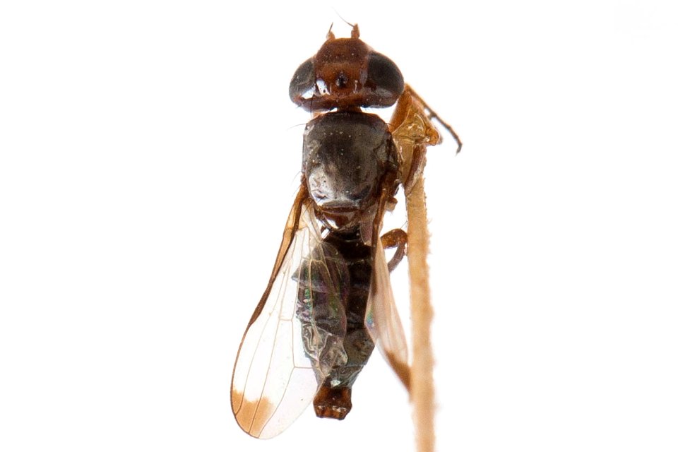 Euxesta brookmani, dorsal